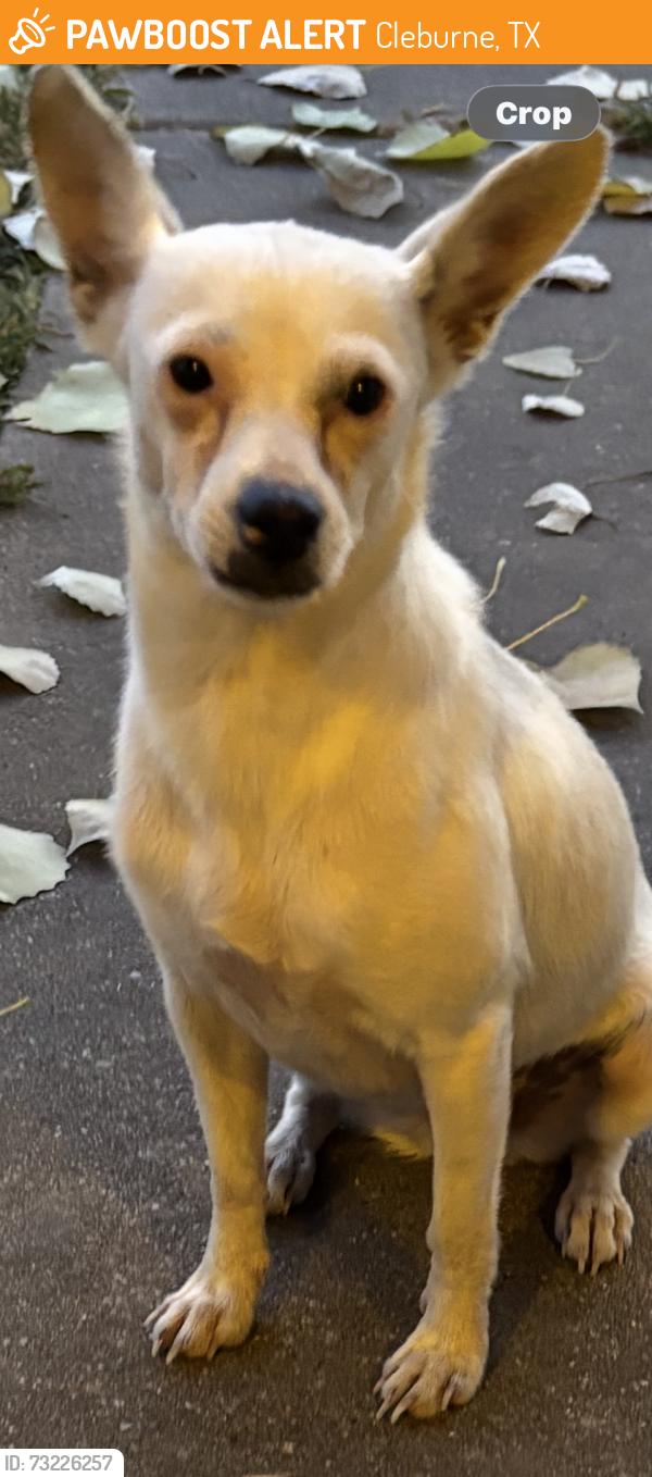 Found/Stray Unknown Dog last seen Lipscomb/george street, Cleburne, TX 76031