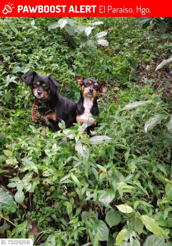 Lost Male Dog last seen Dos caminos, El Paraíso, Hgo. 43426
