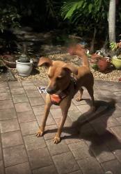 Reunited Female Dog last seen Near SW 40th St, Miami, FL 33165, USA, Miami, FL 33165