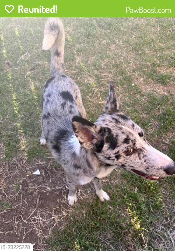 Reunited Male Dog last seen Country club, Cleburne, TX 76033