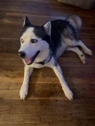 Lost Male Dog last seen Berryman and Calvert street, Greensboro, NC 27405