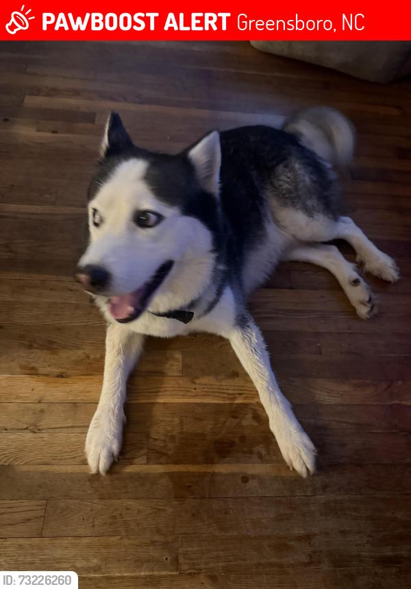 Lost Male Dog last seen Berryman and Calvert street, Greensboro, NC 27405