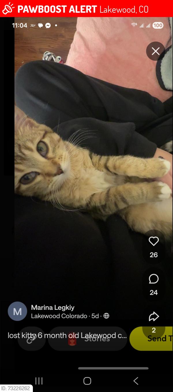 Lost Female Cat last seen Mississippi & Wadsworth, Lakewood, CO 80226