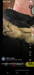 Lost Female Cat last seen Mississippi & Wadsworth, Lakewood, CO 80226