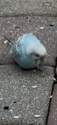 Found/Stray Unknown Bird last seen Hypoluxo and 441, Palm Beach County, FL 33467