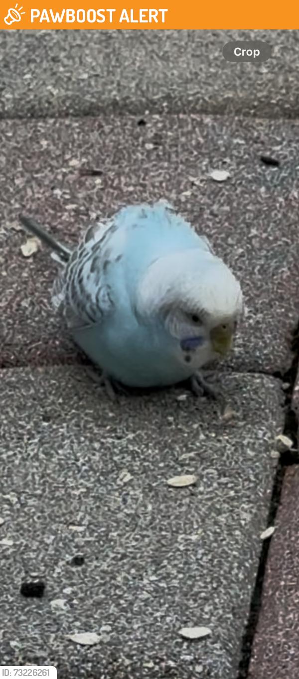 Found/Stray Unknown Bird last seen Hypoluxo and 441, Palm Beach County, FL 33467