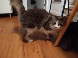 Reunited Male Cat last seen Anderson Union Highschool, Anderson, CA 96007