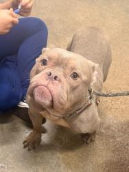 Shelter Stray Female Dog last seen Near Idarose, 5th District, OH, 9203 Detroit Ave, Cleveland, OH 44102, USA