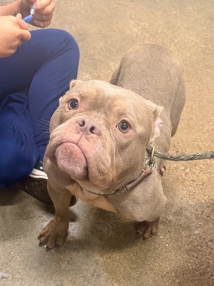 Shelter Stray Female Dog last seen Near Idarose, 5th District, OH, 9203 Detroit Ave, Cleveland, OH 44102, USA