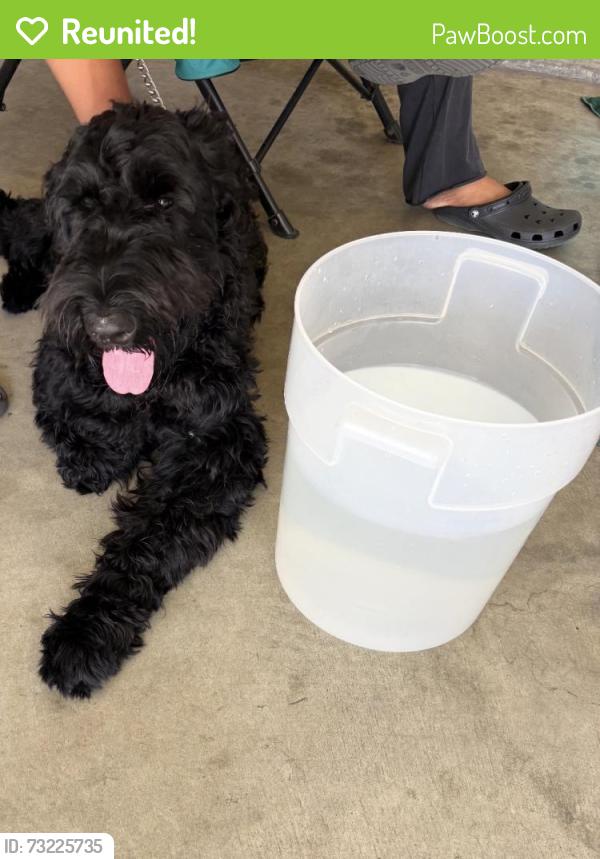 Reunited Male Dog last seen Lakewood and Park, Bellflower, CA 90706