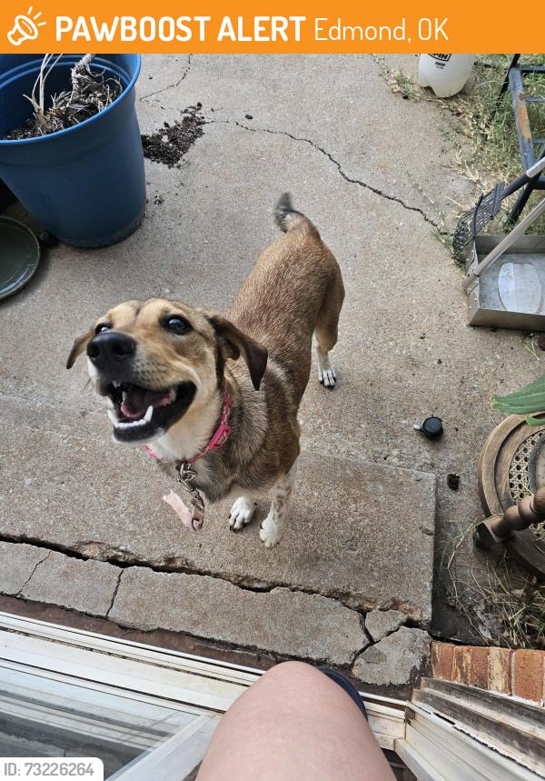 Found/Stray Female Dog last seen Walker and 139th, Edmond, OK 73013