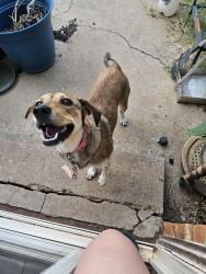 Found/Stray Female Dog last seen Walker and 139th, Edmond, OK 73013