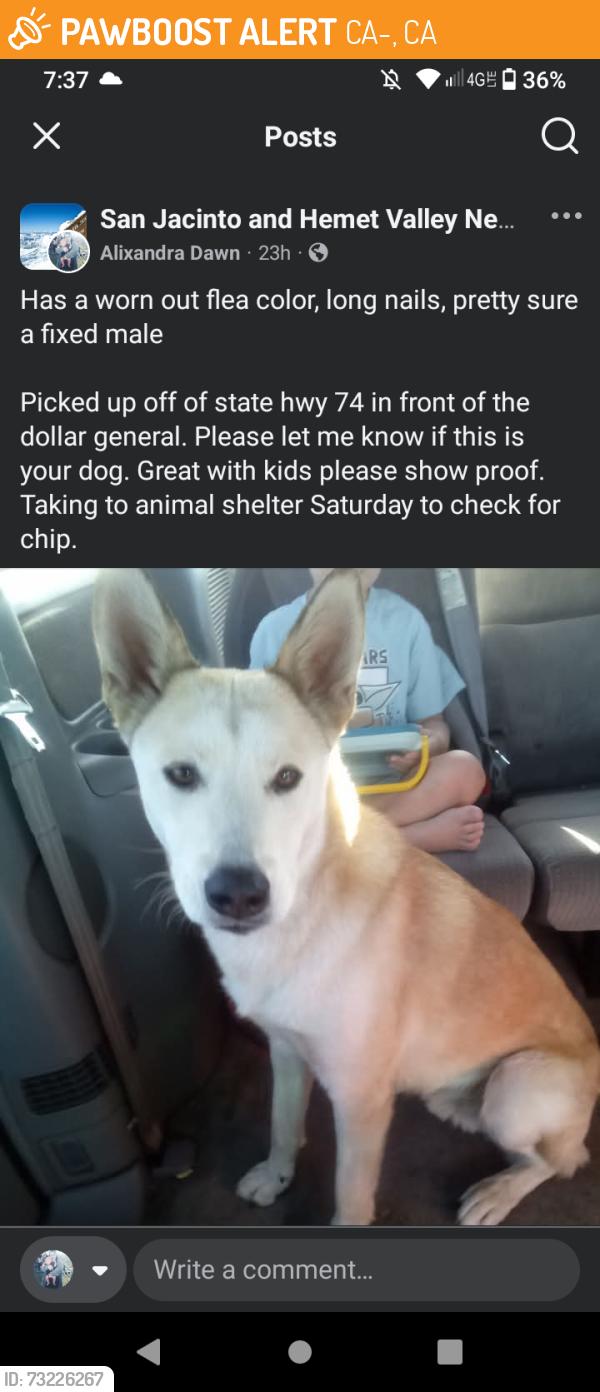 Found/Stray Male Dog last seen CA-74 in front of Dollar Geneal, CA-74, CA 92545
