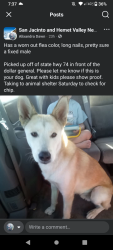 Found/Stray Male Dog last seen CA-74 in front of Dollar Geneal, CA-74, CA 92545