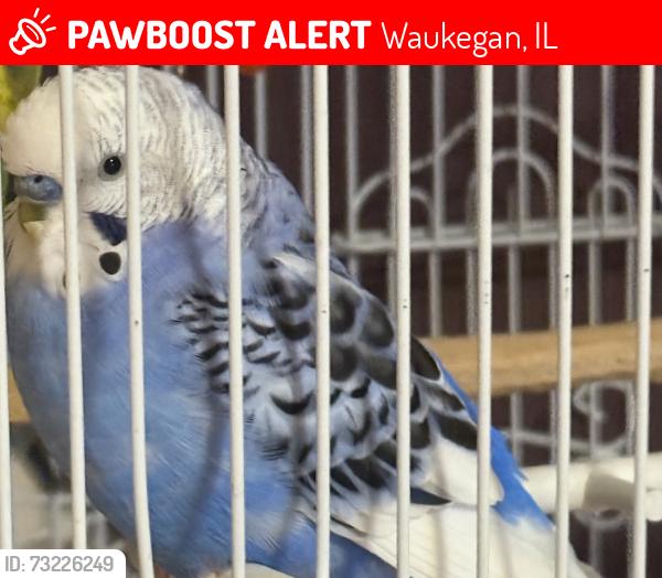 Lost Male Bird last seen Near Liberty St near Bedrosian Park, Waukegan, IL 60085