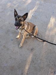 Reunited Unknown Dog last seen Mandan Rd, Apple Valley, CA 92307