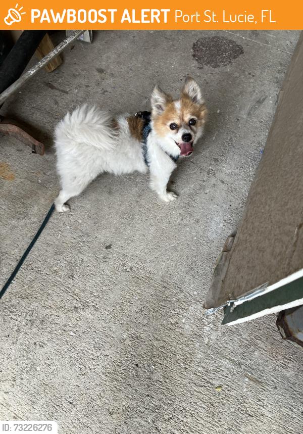 Found/Stray Male Dog last seen Crosstown and Cameo Blvd., Port St. Lucie, FL 34953