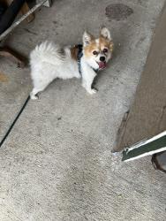 Found/Stray Male Dog last seen Crosstown and Cameo Blvd., Port St. Lucie, FL 34953