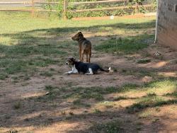 Lost Female Dog last seen Linda Lake Rd. Michael Drive, Charlotte, NC 28215
