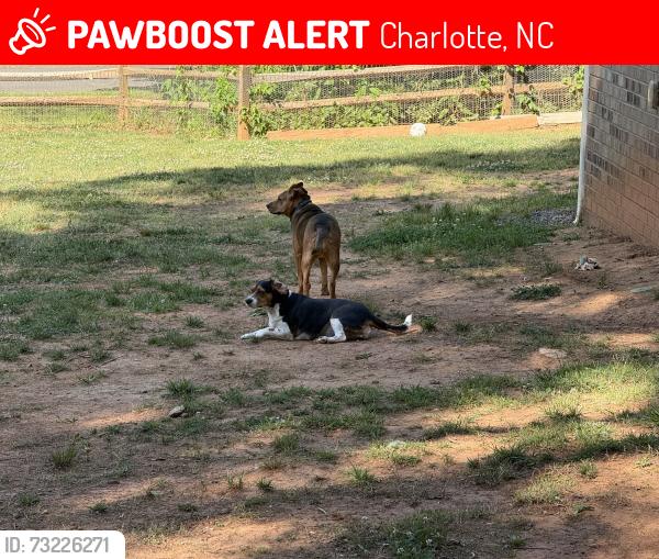 Lost Female Dog last seen Linda Lake Rd. Michael Drive, Charlotte, NC 28215
