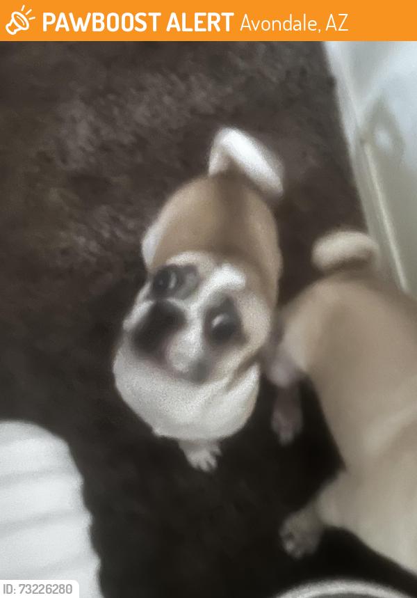 Found/Stray Male Dog last seen Near ave & Davis ln, Avondale, AZ 85323