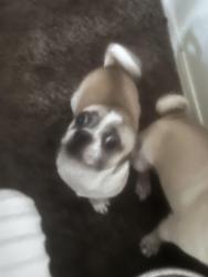 Found/Stray Male Dog last seen Near ave & Davis ln, Avondale, AZ 85323