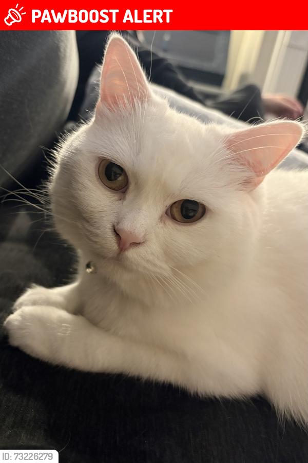 Lost Female Cat last seen Middle Deal Road, Deal, Kent, Kent, England CT14 9RH