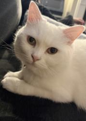 Lost Female Cat last seen Middle Deal Road, Deal, Kent, Kent, England CT14 9RH