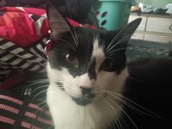 Reunited Male Cat last seen Keswick and Oso, Los Angeles, CA 91306