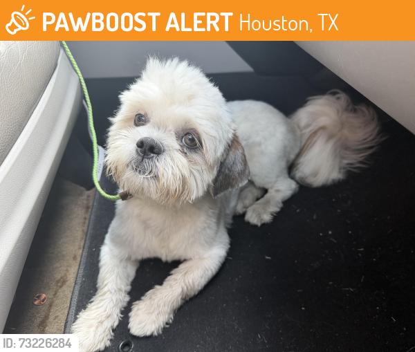 Found/Stray Male Dog last seen Barberton st., Houston, TX 77036