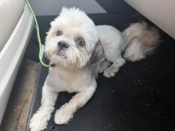Found/Stray Male Dog last seen Barberton st., Houston, TX 77036