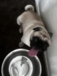 Found/Stray Male Dog last seen Near ave & Davis Ln, Avondale, AZ 85323