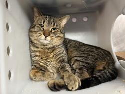 Shelter Stray Male Cat last seen Near Saint Nicholas Terrace, NEW YORK, NY, 10027, 326 E 110th St, New York, NY 10029, USA
