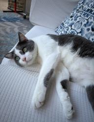 Lost Male Cat last seen Lodge ranch ct., Fulshear, TX 77441
