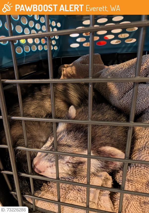 Found/Stray Unknown Ferret last seen 17th and Virginia Ave, Everett, WA 98201