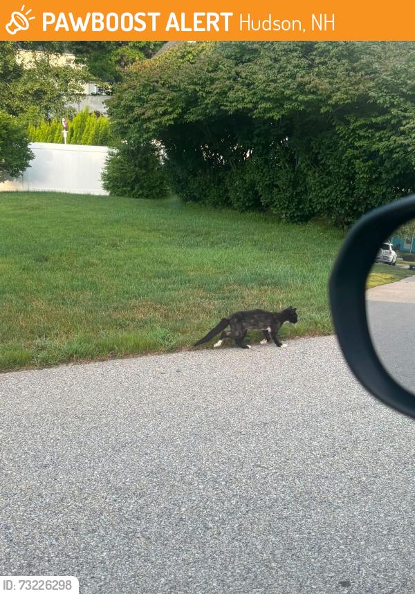 Found/Stray Unknown Cat last seen Belknap and B Street, Hudson, NH 03051