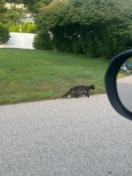 Found/Stray Unknown Cat last seen Belknap and B Street, Hudson, NH 03051