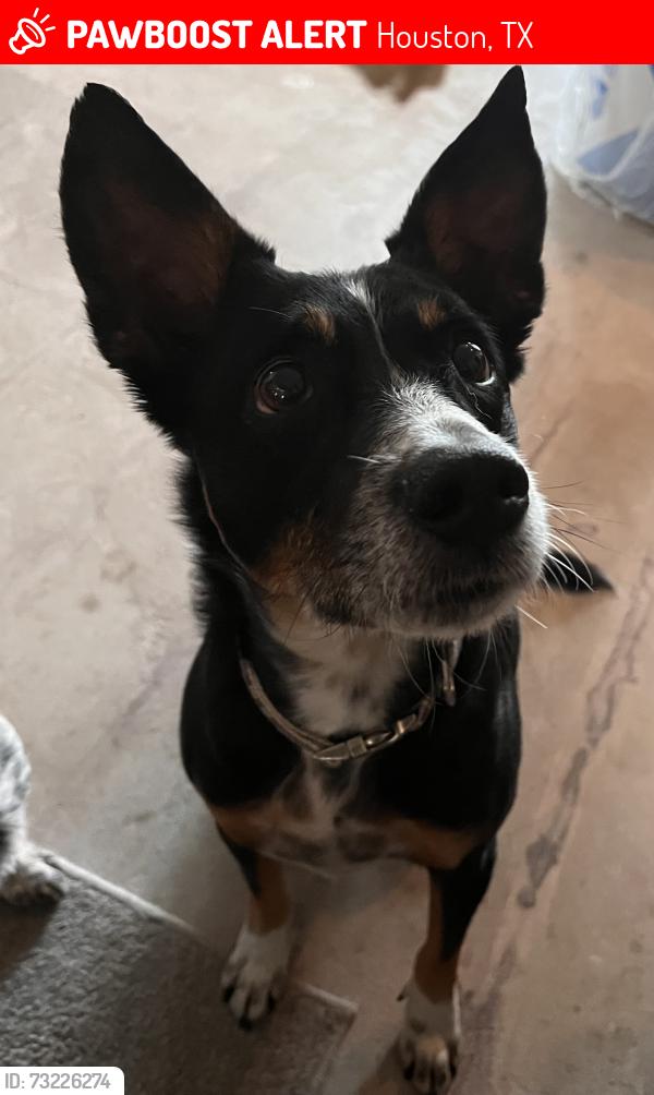 Lost Male Dog last seen woodland park drive, Houston, Houston, TX 77077