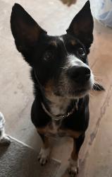 Lost Male Dog last seen woodland park drive, Houston, Houston, TX 77077