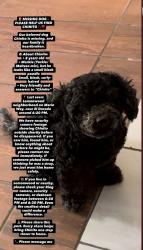 Lost Male Dog last seen El dorado, Oxnard, CA 93033