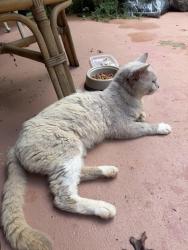 Found/Stray Male Cat last seen Joe Lewo, Seneca, SC 29678