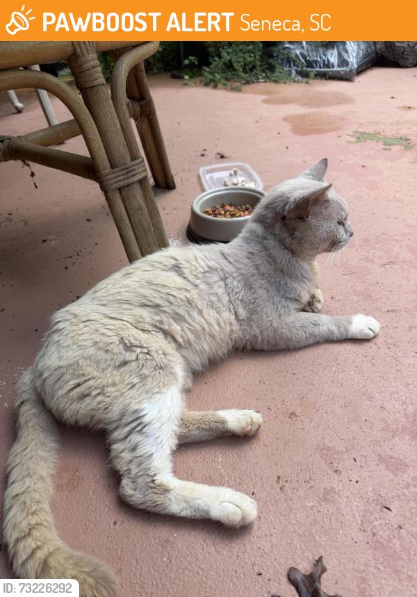 Found/Stray Male Cat last seen Joe Lewo, Seneca, SC 29678