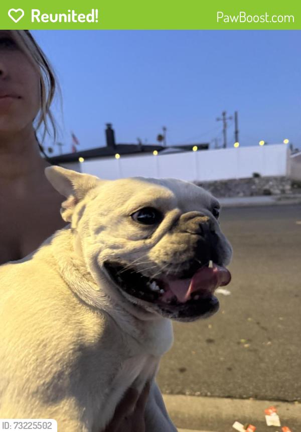 Reunited Male Dog last seen Church avenue and Temple Streer, Highland, CA 92346
