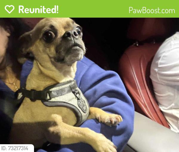 Reunited Male Dog last seen Central & Riverside CHINO CA, Chino, CA 91710