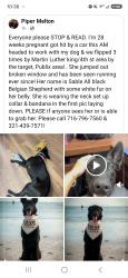 Reunited Female Dog last seen Martin Luther King /4th st, St. Petersburg, FL 33702