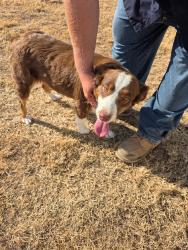 Found/Stray Female Dog last seen Golf Course Rd and Tilden, Midland, TX 79701
