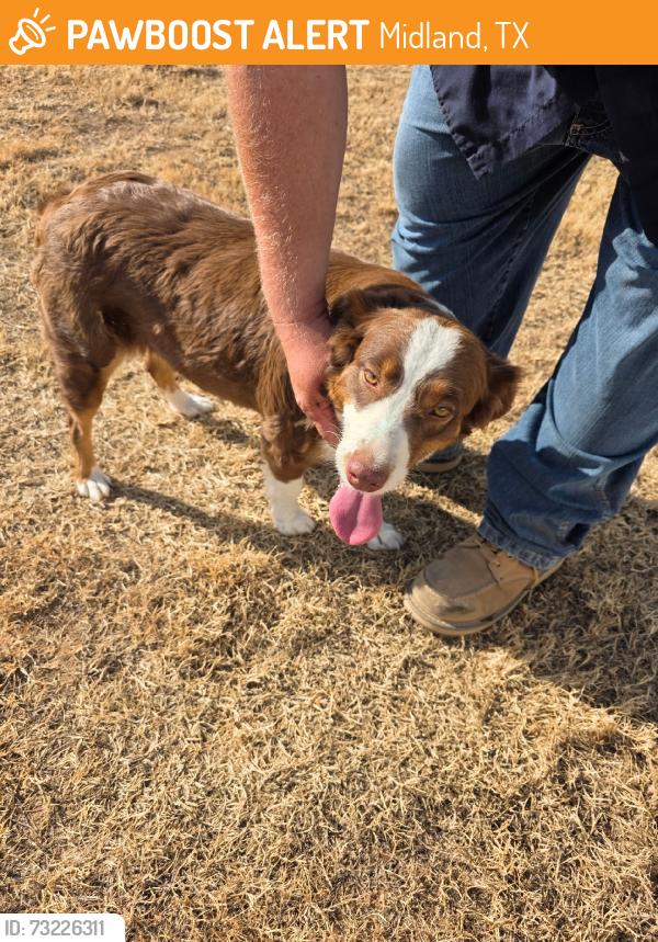 Found/Stray Female Dog last seen Golf Course Rd and Tilden, Midland, TX 79701