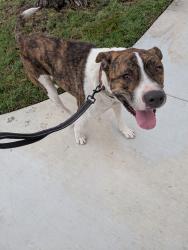 Found/Stray Male Dog last seen Harding and Lewis, Long Beach, CA 90805