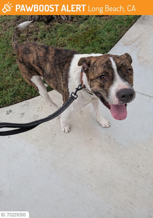 Found/Stray Male Dog last seen Harding and Lewis, Long Beach, CA 90805