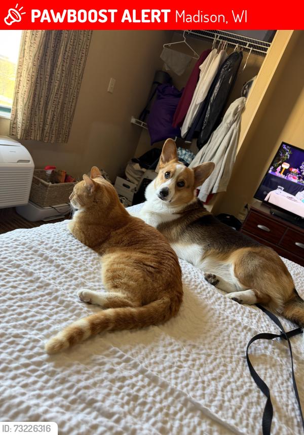 Lost Male Cat last seen Swallowtail, Madison, WI 53717